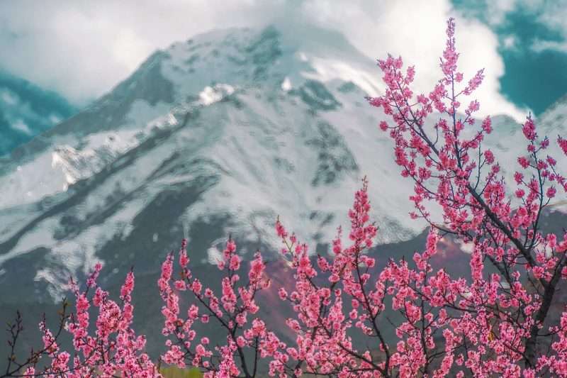 Blossom Tours